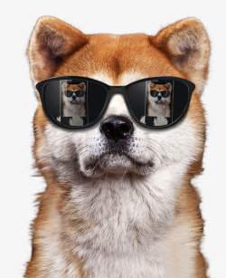 狗戴墨镜戴墨镜的狗高清图片
