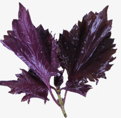 双子叶植物紫色叶子高清图片