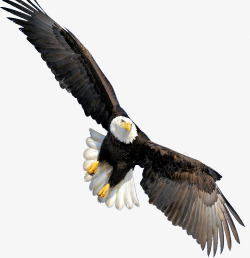 盘旋飞翔飞翔的老鹰高清图片