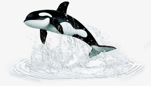 跳出水的鲸鱼png免抠素材_新图网 https://ixintu.com 虎鲸 跳出水面 鲸鱼 鲸鱼插图 黑白动物 黑白鲸鱼 黑色虎鲸