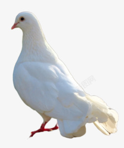 和平鸽白色鸟素材