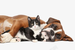 人类的朋友棕色躺着的狗和黑色小猫动物高清图片