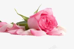 玫瑰花瓣一片粉色玫瑰花瓣饱满高清图片