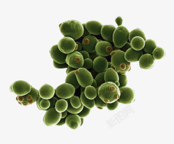 小孢子绿色酵母高清图片