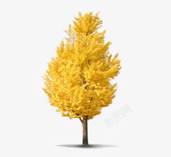 金黄色叶子秋天的树高清图片