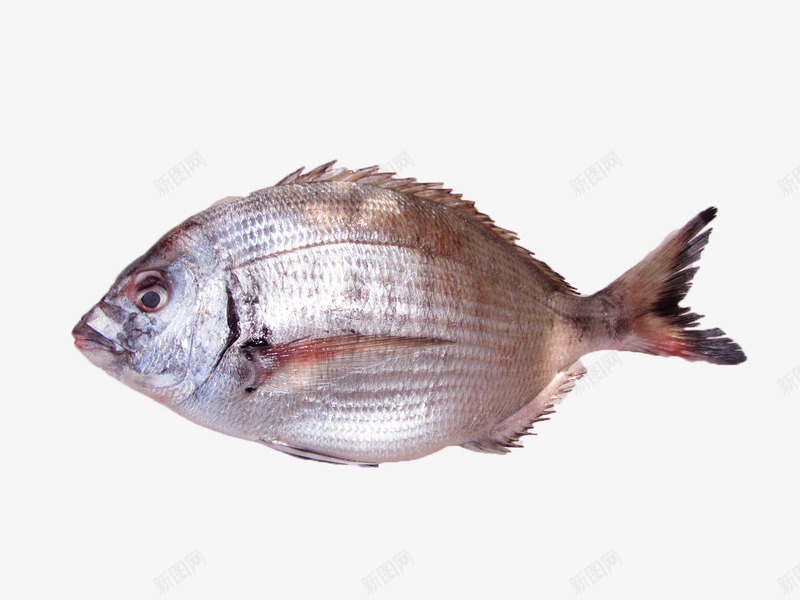 一条大头鱼png免抠素材_新图网 https://ixintu.com 海鲜 美食 食品 食物 鱼类