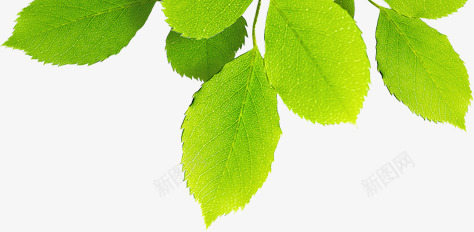 绿色清新春季植物png免抠素材_新图网 https://ixintu.com 春季 植物 清新 绿色