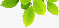 绿色清新春季植物素材