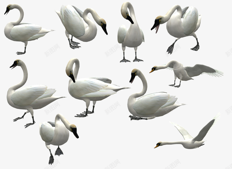 3D白色天鹅飞翔图案png免抠素材_新图网 https://ixintu.com 3D 3D白色天鹅飞翔图案图像 图案 天鹅 白色 飞翔