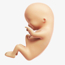 发育成熟的胎儿素材