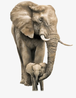 大耳象象牙大耳大象高清图片