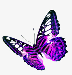 美丽的花蝴蝶蝴蝶动物高清图片