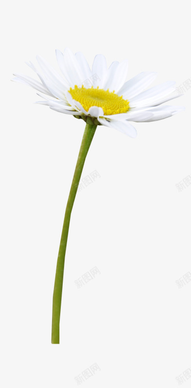 一朵小雏菊png免抠素材_新图网 https://ixintu.com daisy 好看 手绘 鲜花 黄色