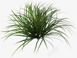 绿色小草素材