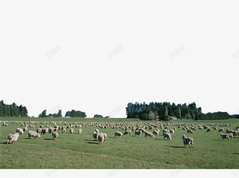 草地上的牛羊png免抠素材_新图网 https://ixintu.com 山峰 摄影 林业 林地 树木 树林 森林 植物 牛羊 绿色 自然 草地
