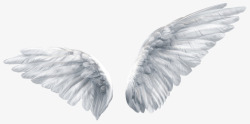 美丽天使天使的翅膀实物图高清图片