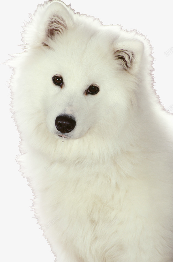 可爱的小狗psd免抠素材_新图网 https://ixintu.com 动物 白色 纯种 萨摩