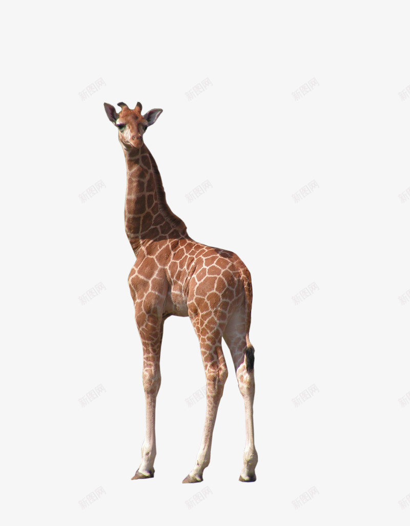 回头的长颈鹿png免抠素材_新图网 https://ixintu.com 凝视 动物 回头 长颈鹿 非洲