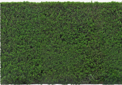 绿植绿墙素材