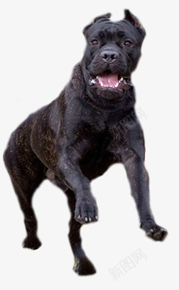 黑色动物大型犬png免抠素材_新图网 https://ixintu.com 动物 宠物犬 生命 黑色狗