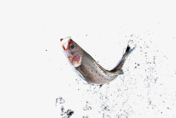 跃出水面的鱼水花中的石斑鱼高清图片