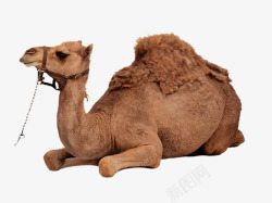 沙漠驼队沙漠骆驼高清图片