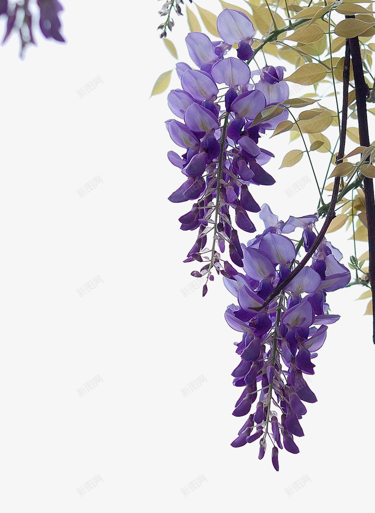 紫色紫藤花png免抠素材_新图网 https://ixintu.com 植物元素 紫色花朵 紫藤花 背景装饰 鲜花