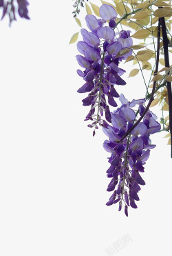 紫藤花朵紫色紫藤花高清图片