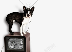 黑色小狗电视素材
