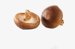 棕色可爱海狸两只香菇高清图片