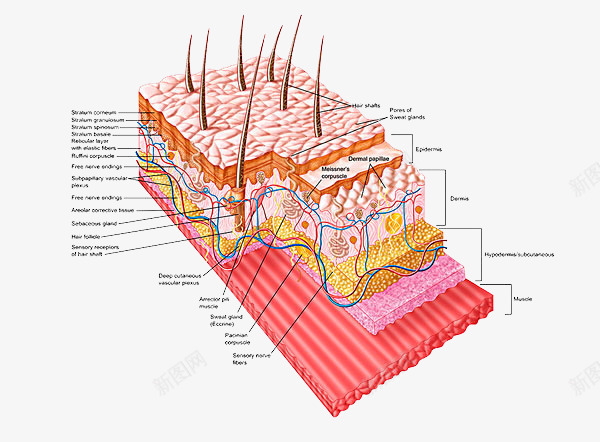 肌肤内组织图png免抠素材_新图网 https://ixintu.com 剖析图 动脉 多层组织 皮下组织 皮肤保养 皮肤组织结构 肌肤组织