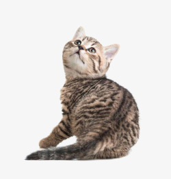 猫的海报实物可爱萌萌的小猫高清图片