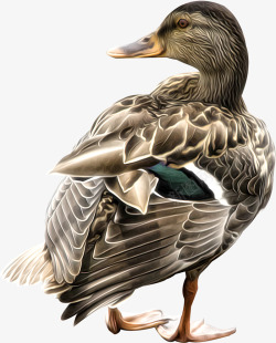 鸭子插画手绘动物动物卡通精美高清图片