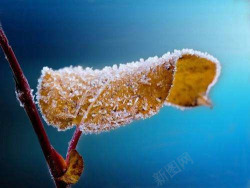 二十四节气之霜降霜降节气霜叶植物蓝色元素高清图片