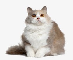 猫抠图卡通坐着的猫咪高清图片