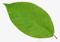 长形板凳绿色的叶子长形绿叶高清图片