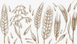 手绘花饰素描手绘燕麦的素描矢量图高清图片