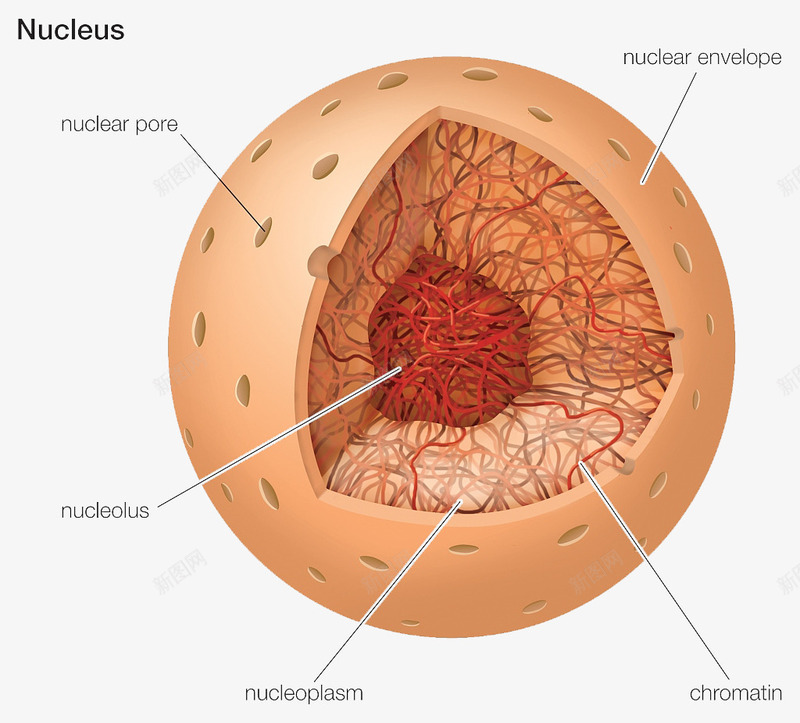 彩色细胞核结构png免抠素材_新图网 https://ixintu.com 3D细胞模型 动物细胞 核糖核酸 植物细胞 模型结构 横断面 细胞核 细胞膜 细胞质