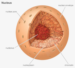 彩色细胞核结构素材