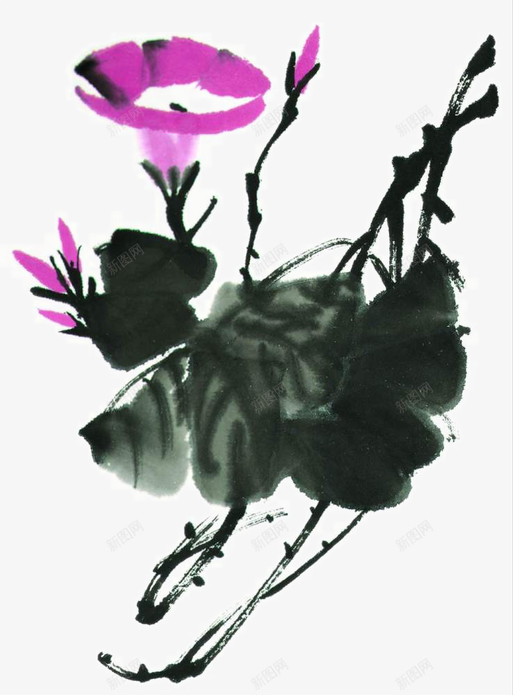 水墨牵牛花png免抠素材_新图网 https://ixintu.com 写意 国画花卉 国粹 宣纸画 手绘花草 手绘装饰 水墨国画