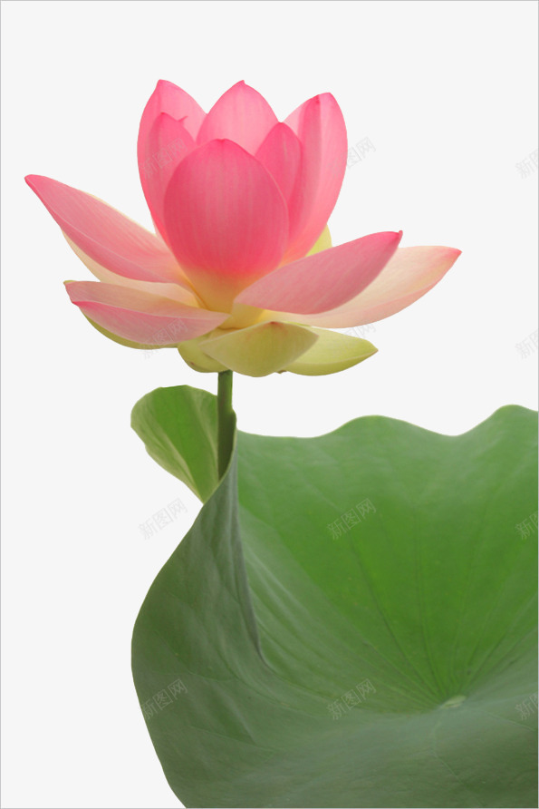 粉色荷花png免抠素材_新图网 https://ixintu.com 好看荷花 粉色 荷花