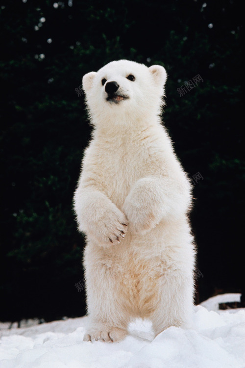 夜空下的白色北极熊海报背景png免抠素材_新图网 https://ixintu.com 北极熊 夜空 海报 白色 背景