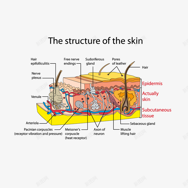 皮肤组织结构血管矢量图ai免抠素材_新图网 https://ixintu.com 医学 医疗 卡通 皮肤 皮肤组织 皮肤组织结构 矢量图 血管 血管图案 血管矢量图 面部皮肤结构
