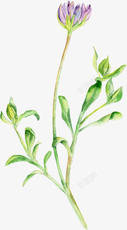 简图t绿植花朵高清图片