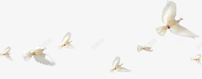飞翔在天空上的白鸽png免抠素材_新图网 https://ixintu.com 天空 白鸽 飞翔