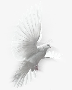 创意摄影在爱琴海飞翔的白鸽png免抠素材_新图网 https://ixintu.com 创意 摄影 爱琴海 白鸽 飞翔