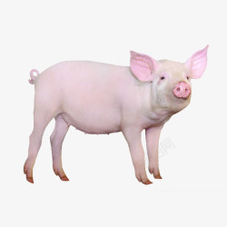 粉色的小猪猪可爱的猪高清图片