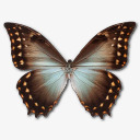 大闪蝶忒修斯Amphotrion图标png_新图网 https://ixintu.com amphotrion animal butterfly morpho theseus 动物 大闪蝶 忒修斯 蝴蝶