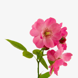 桃花花丛绿色植物高清图片