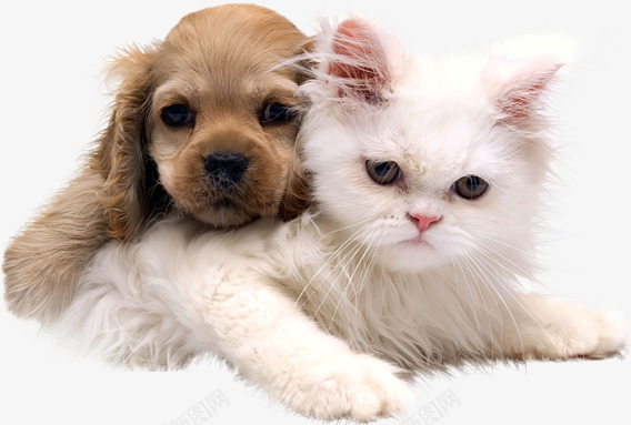 可爱的小猫小狗png免抠素材_新图网 https://ixintu.com 可爱的 小狗 小猫 棕色 毛茸茸 白色
